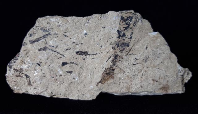 Doliostrobus taxiformis KVACEK 1971 - Bild © FossNet FossilienStore